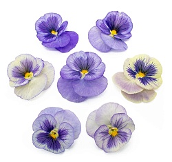 Виола обезвоженная "Сиреневый туман" объёмная 15 шт